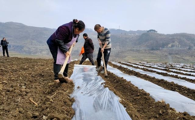 贵州大方：3000亩早熟糯玉米种植打响春耕生产“第一仗”