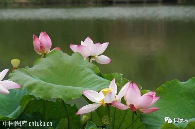 水生植物普及知识干货来袭！