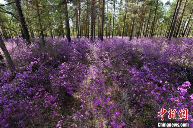 大兴安岭呼玛地区“达子香”花开成海