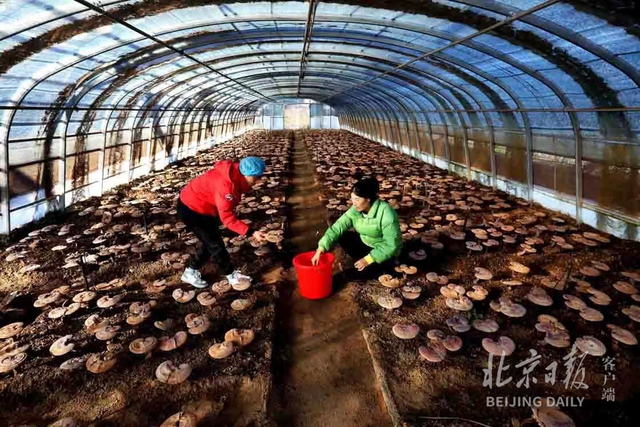 吉祥“仙草”：探访延庆大棚灵芝种植基地