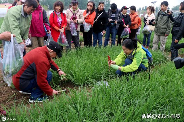 韭菜种植做好这五点，苗株根系发达、叶片肥大，产量品质有保证