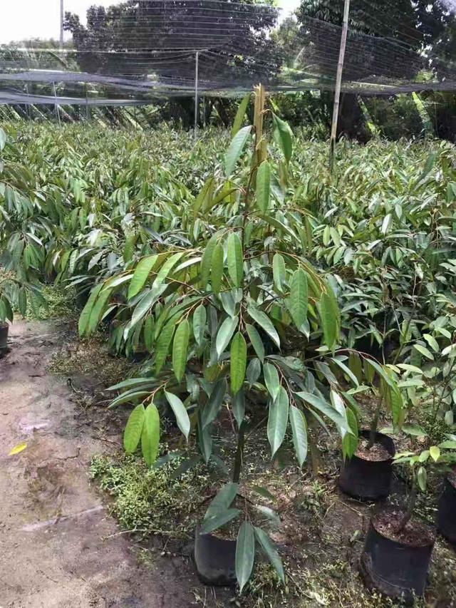 南方可以种植的榴莲品种，种植4年结果品质优良。