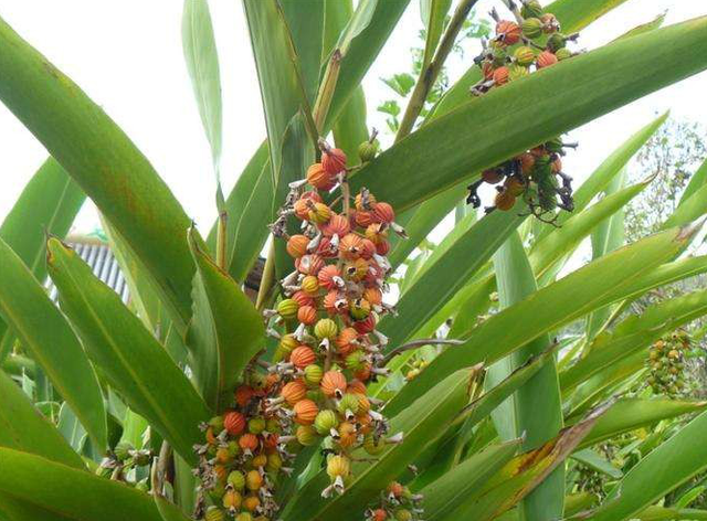 农村60多岁的种植户靠卖砂仁和种苗年挣40万大家觉得怎么样？