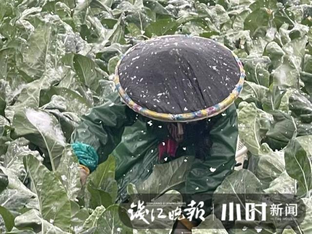 雪下得凌厉，杭州萧山一蔬菜基地，三位大姐雪中抢菜一分钟也不敢停