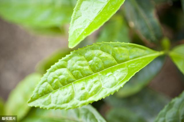 适宜茶叶种植的地理条件