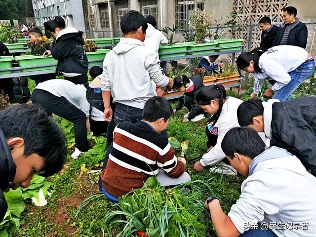 龙桂小学校本课程种植园“新芽园”之收获篇