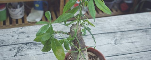 哪些花和植物对猫是安全的