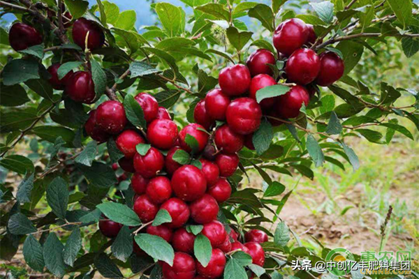 钙果关键种植技术要点