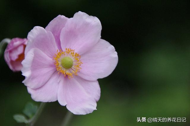 银莲花种植很简单，做好这几步，发芽快不烂根，开花能开1个月