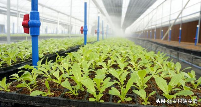 种菜要学会用生物法，五种生根增产防病虫菌剂，告别化肥和农药