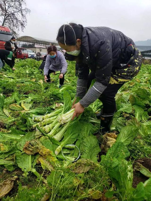 正式向湖北人民介绍儿菜