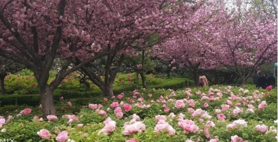 河南18市市花大全！这种花居然同为8个市的市花