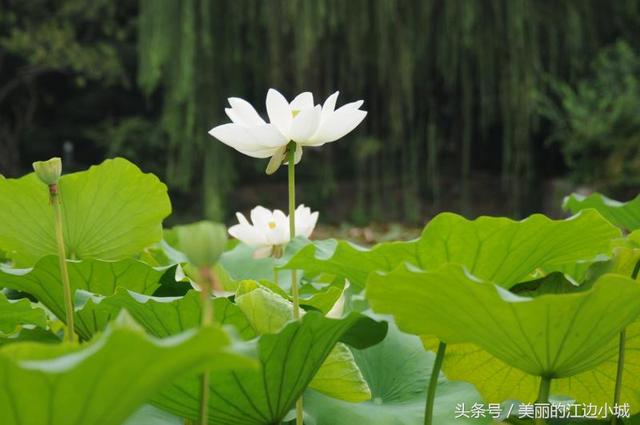 小荷才露尖尖角，荷花种植注意这几点，6月的花神就是她！