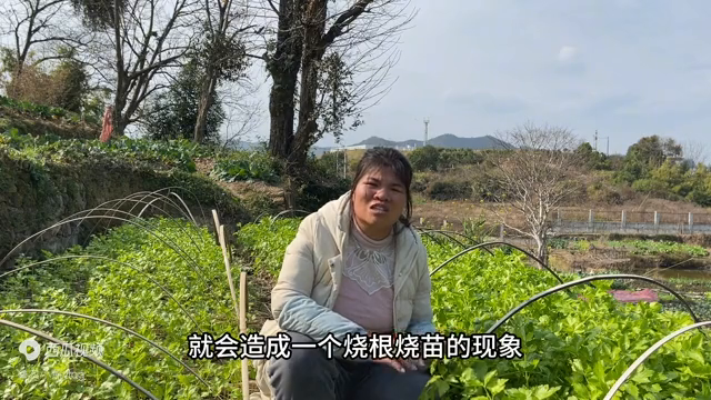 种植芹菜要想长势好，管理期间做好三个关键点，后期嫩绿有旺盛