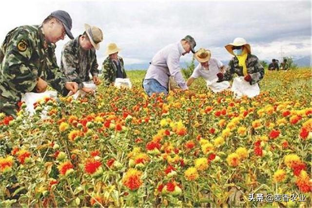 红花的种植技术，红花”种植注意事项，怎么才能种好它呢