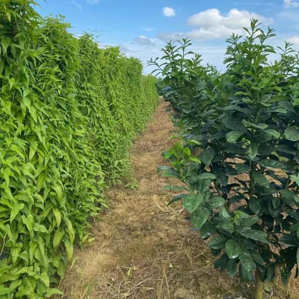 云南耘禾农业百部种植技术和管理办法