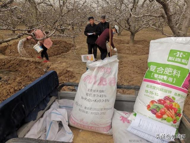 想要种出美味酥梨？试试这项土肥水管理技术！