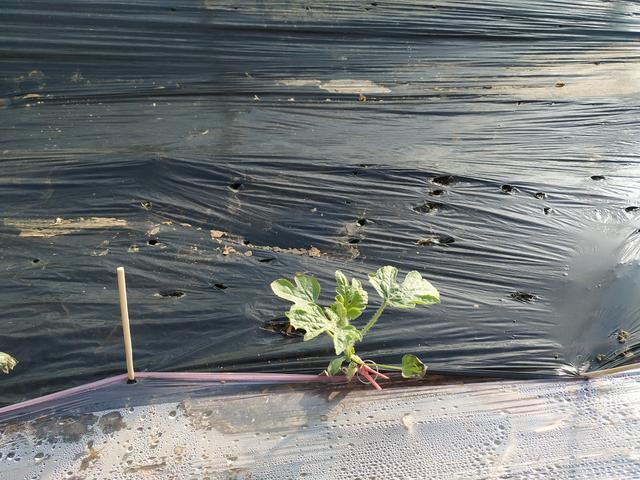 西瓜大棚种植的技术要点，先了解一下，再考虑种不种