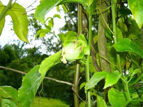 西番莲属于藤本植物，营养丰富、口感浓郁，种植要掌握科学方法