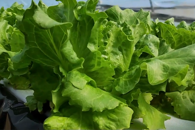 低温湿度大，冬季种生菜总是长不好？水培种植能一一化解