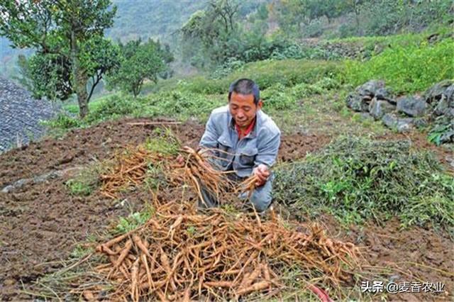 人参播种技术，掌握这几个方法，竟然这么好种