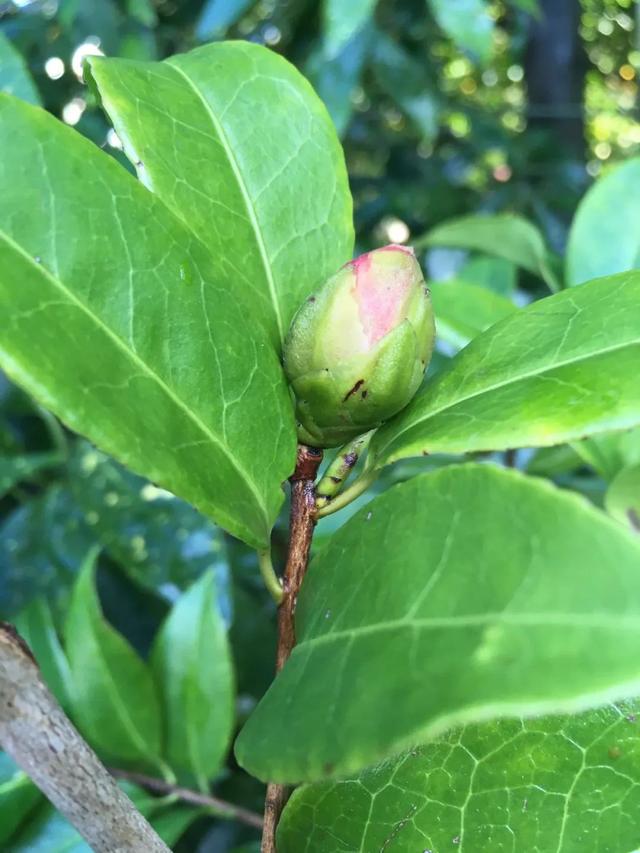 盆栽茶花养护通用指南，做好7点，南北地区都能养好它