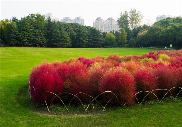 地肤的栽培技术，种植方法教给大家，想要学习的别错过哟