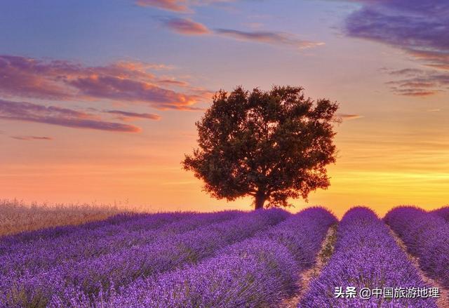 世界三大薰衣草种植基地