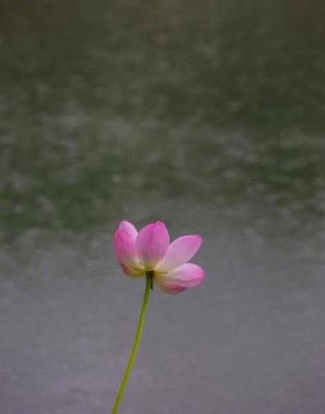 河南18市市花大全！这种花居然同为8个市的市花