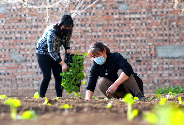 大棚甜瓜种植方案，从选择品种到病虫害防治，很全面，建议收藏