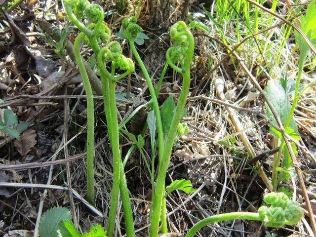 农村常见的6种野菜简介