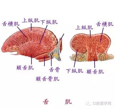 口腔解剖图谱