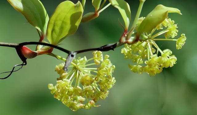 金刚藤是怎样一种植物？它和土茯苓有什么区别？了解一下不吃亏