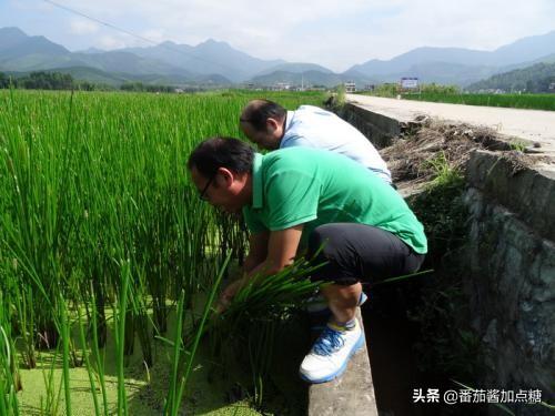 传统荸荠粗放化种植产量低，改进六个种植细节，提质又增产