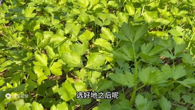 种植芹菜要想长势好，管理期间做好三个关键点，后期嫩绿有旺盛