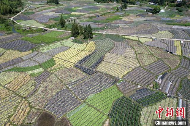 福建闽侯：俯瞰蔬菜种植基地 宛如大地调色板