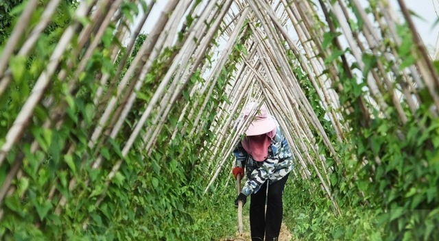 山药种植技术面面观，按这4点来种植，秋季山药结满地