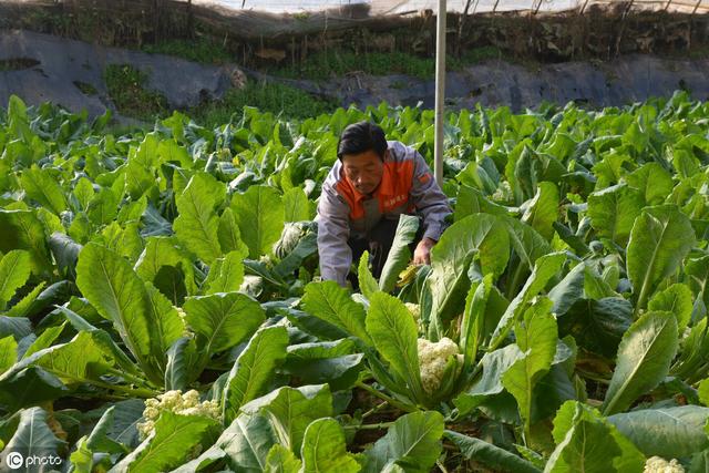 从茬口的角度介绍菜花的种植方法，值得一看