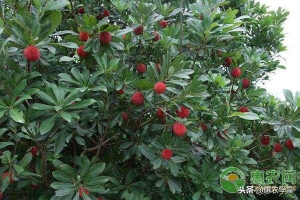 杨梅的种植技术要点及病虫害防治