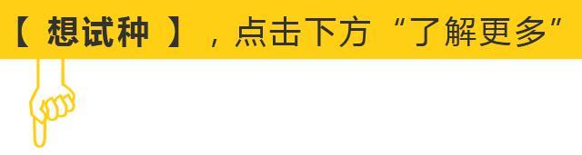 3元1斤的健美蜜本南瓜快成熟了，缅甸种植户发来图片与视频