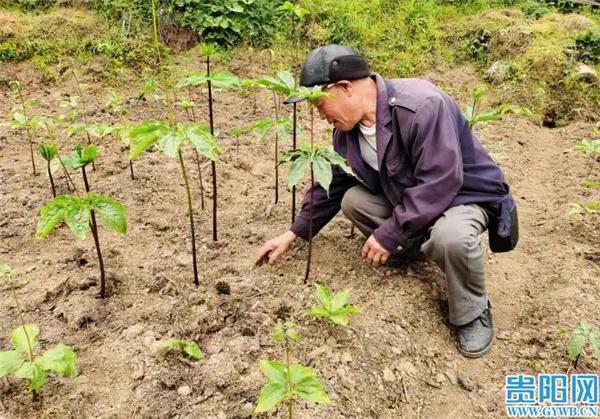 【奋斗百年路 启航新征程·同心奔小康】贵阳市蒋家寨易地扶贫搬迁安置点：搬迁群众有了“稳稳的幸福”