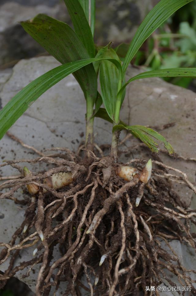 种植中药材有问题 要解决 方法是关键 科技是根本