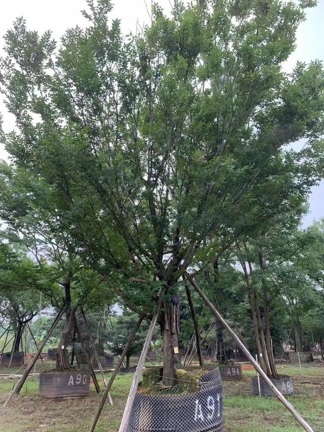 朴树种植和日常养护