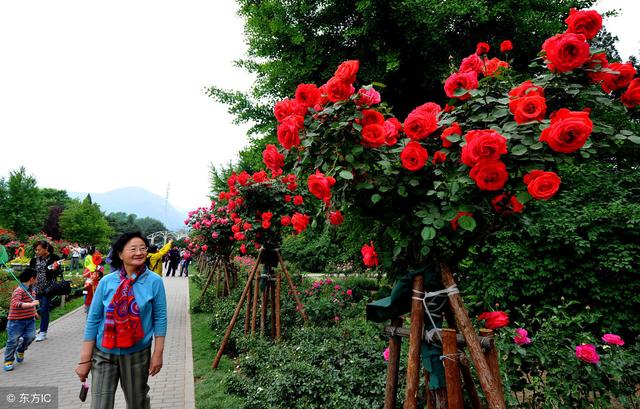 树状月季这样种植，花开旺盛 只需这三招