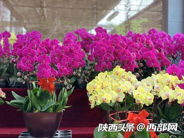 西安朱雀花卉市场春意正浓 多肉10块钱买5盆！