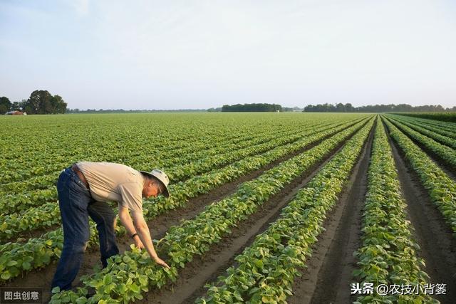 夏大豆如何种植才能提高产量和品质？这9招播种管理技巧要用好