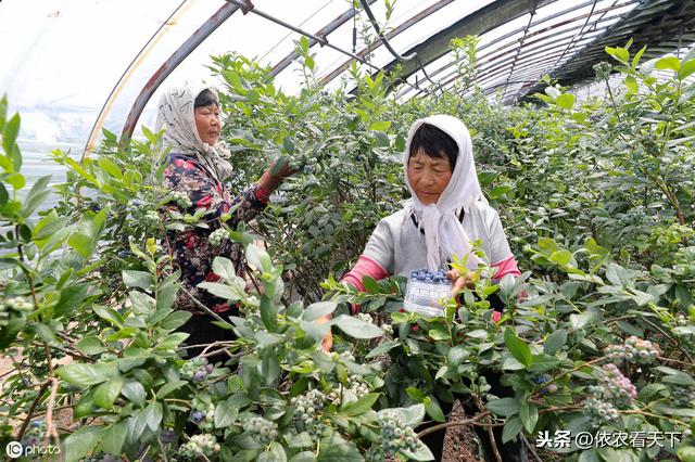 蓝莓种植前景广阔，但不要盲目，种植前农民朋友需要了解这些