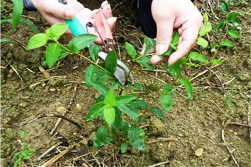 云南耘禾农业：金银花人工种植修剪方法