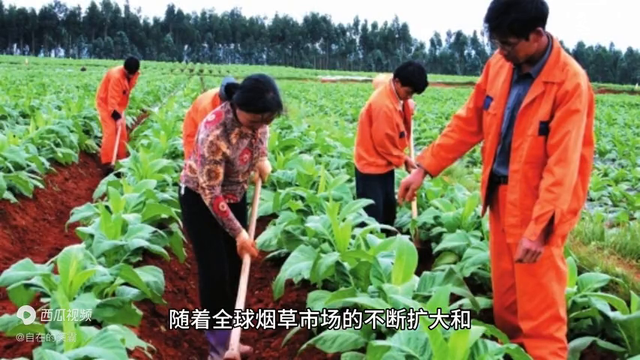 烟草栽培与加工专业的就业前景如何？