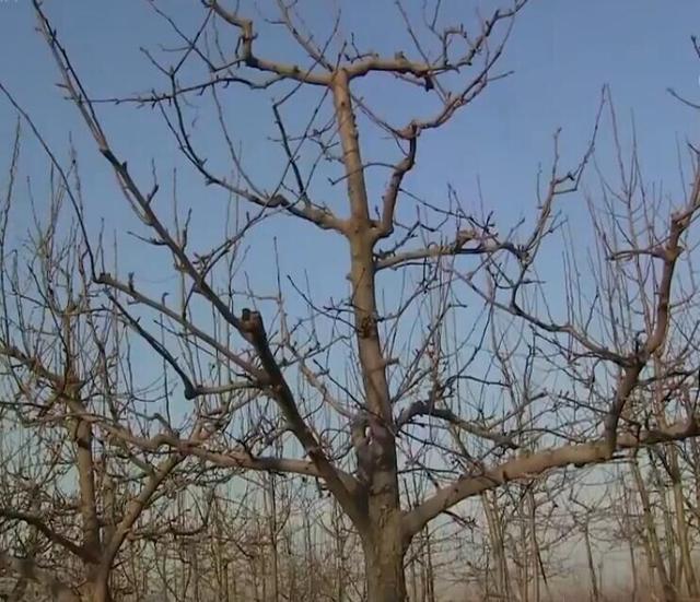 梨树专业种植户这样栽植管理幼树，想要梨优质高产，不可不学习啊